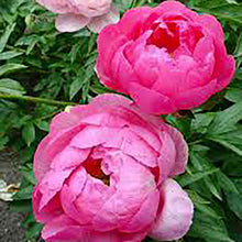 Load image into Gallery viewer, Cytherea