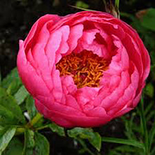 Load image into Gallery viewer, Cytherea