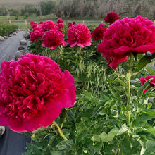 Load image into Gallery viewer, Many Happy Returns